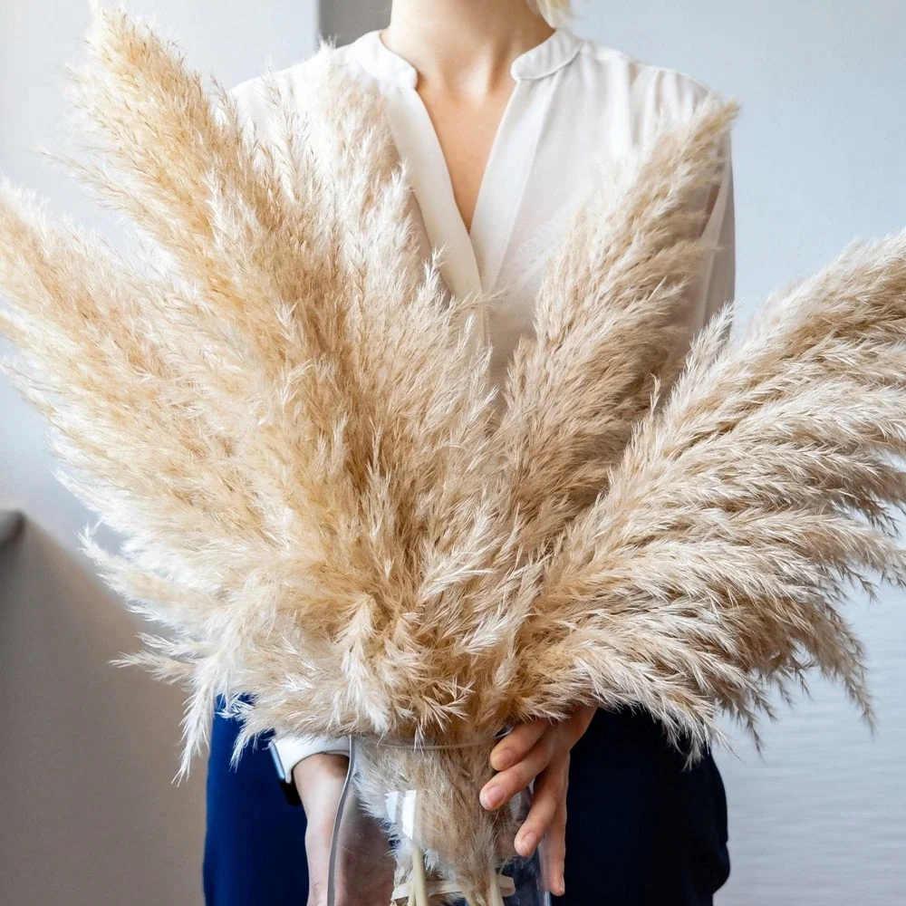 120cm - 130cm ふわふわ大きなススキ、ナチュラル - Dried Flower Bulk のレビューと価格