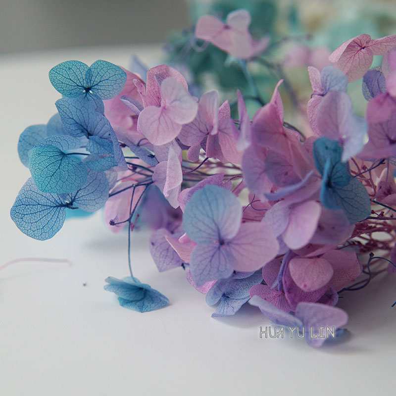 オンブレグラデーションドライプリザーブドアジサイフラワードラ - Dried Flower Bulk のレビューと価格